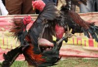 Gà là loại động vật có trí nhớ siêu phàm